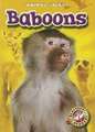 Baboons