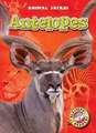 Antelopes