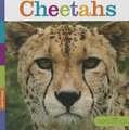 Cheetahs