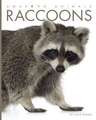 Raccoons