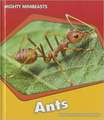 Ants