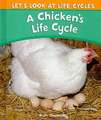 A Chicken's Life Cycle