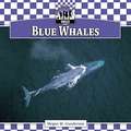 Blue Whales