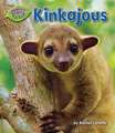 Kinkajous