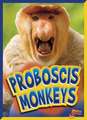 Proboscis Monkeys