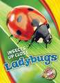 Ladybugs