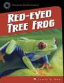 Red-Eyed Tree Frog