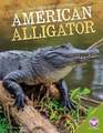 American Alligator