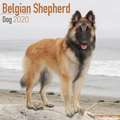 Belgian Shepherd Dog - Belgischer Schäferhund 2020