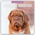 Dogues de Bordeaux - Bordeauxdoggen - Bordeaux Doggen 2025 - 16-Monatskalender