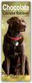 Chocolate Labrador Retriever - Schokoladenfarbener Labrador Retriever 2025