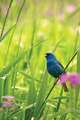 Indigo Bunting Blank Journal