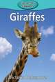 Giraffes