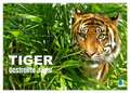 Tiger: Gestreifte Jäger (Wandkalender 2025 DIN A2 quer), CALVENDO Monatskalender