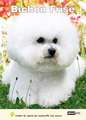 Bichon Frise