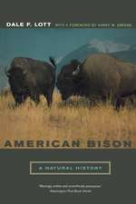 American Bison