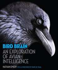 Bird Brain