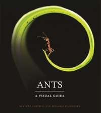 Ants – A Visual Guide