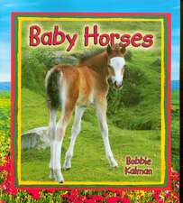 Baby Horses