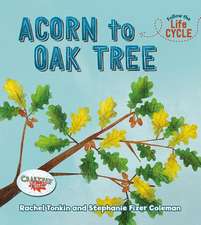 Acorn to Oak Tree