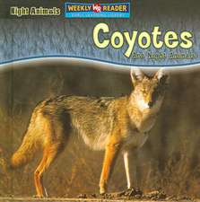 Coyotes Are Night Animals