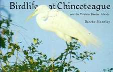 Birdlife at Chincoteague & the Virginia Barrier Islands