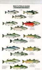 Mac's Field Guide to Trout and Salmon of North America