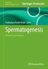 Spermatogenesis