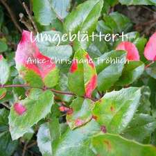 Umgeblattert