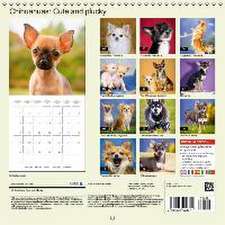 Chihuahuas: Cute and plucky (Wall Calendar 2015 300 × 300 mm Square)