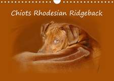 Chiots Rhodesian Ridgeback (Calendrier mural 2020 DIN A4 horizontal)