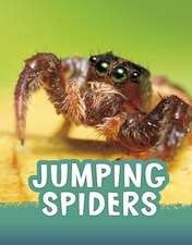 Jumping Spiders