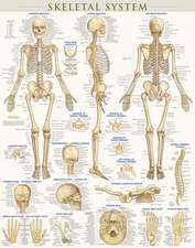 Skeletal System-Laminated