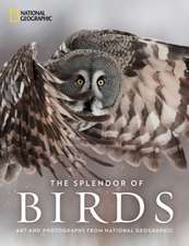 The Splendor of Birds