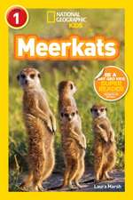 Meerkats