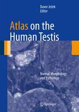 Atlas on the Human Testis: Normal Morphology and Pathology