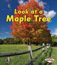 Look at a Maple Tree