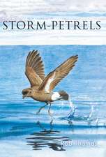 The Storm-petrels