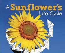 Sunflower's Life Cycle