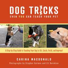 Dog Tricks Even You Can Teach Your Pet