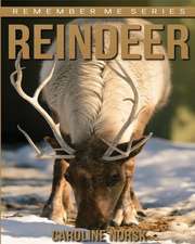 Reindeer