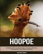 Hoopoe