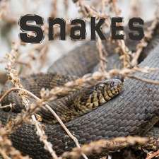 Snakes