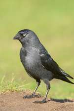 Western Jackdaw (Corvus Monedula) Bird Journal