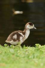 Baby Egyptian (Apocheri Aegyptiaca) Gosling Goose Journal