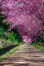 A Cherry Blossom Pathway in Chiang Mai Thailand Journal