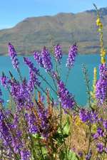 Spring Flowers at Lake Wanaka in New Zealand