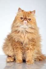 Ginger Persian Cat Journal