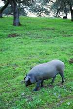 Iberian Pig in a Meadow in Spain Journal