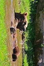 Brown Bear Taking a Bath in a Mud Puddle